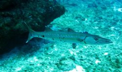 Barracuda seen at Grand Cayman this August. Photo taken w... by Bonnie Conley 